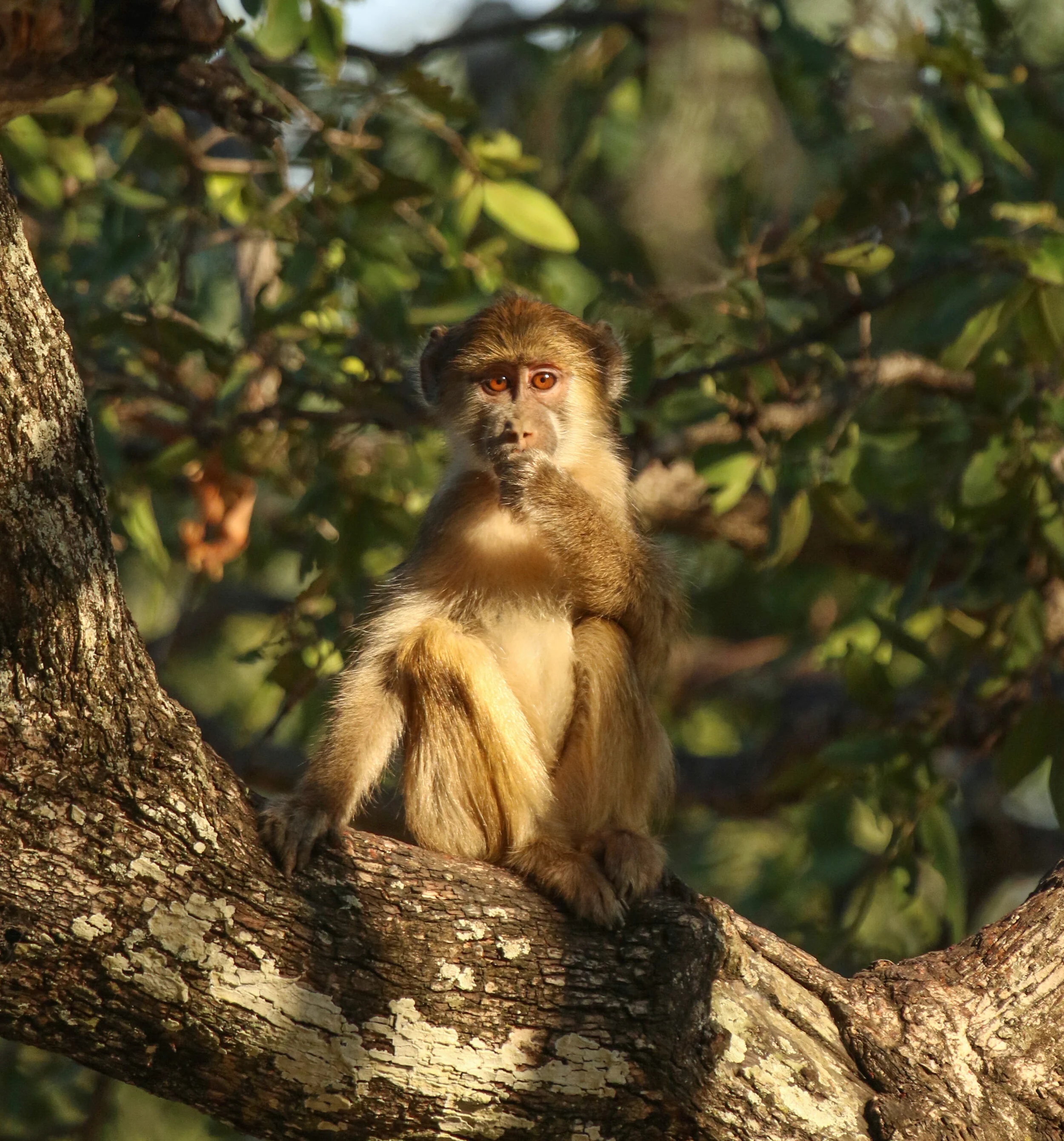 Young baboon sucking thumb Zambia by Millie Kerr (1 of 1).jpg