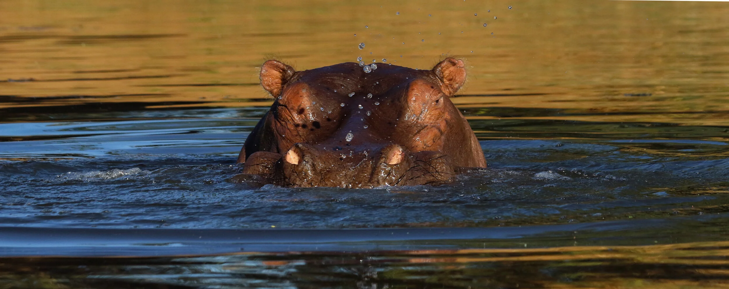 Hippo in river Zambia by Millie Kerr (1 of 1).jpg
