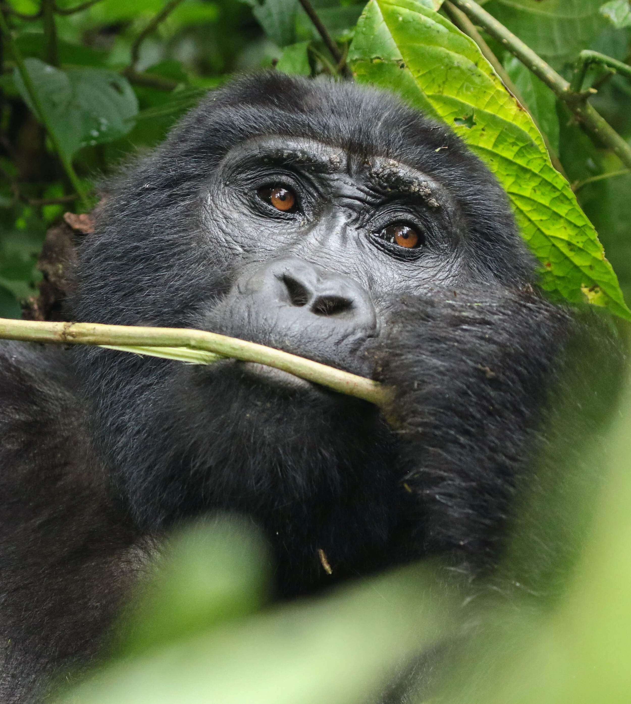 Adult gorilla front view Bwindi Uganda by Millie Kerr-1.jpg