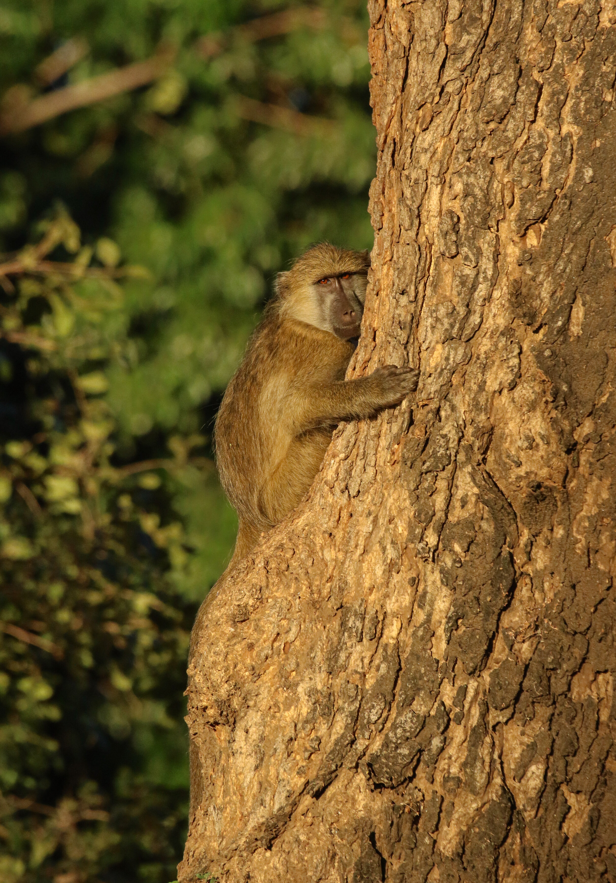 Baboon gripping tree_Millie Kerr_Portfolio.jpg