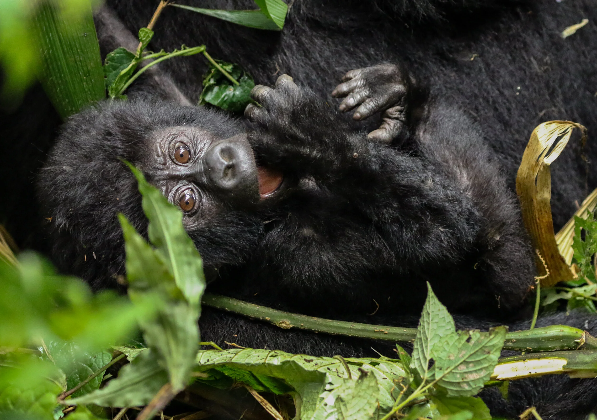 Gorilla baby hand in mouth Bwindi Uganda by Millie Kerr.jpg