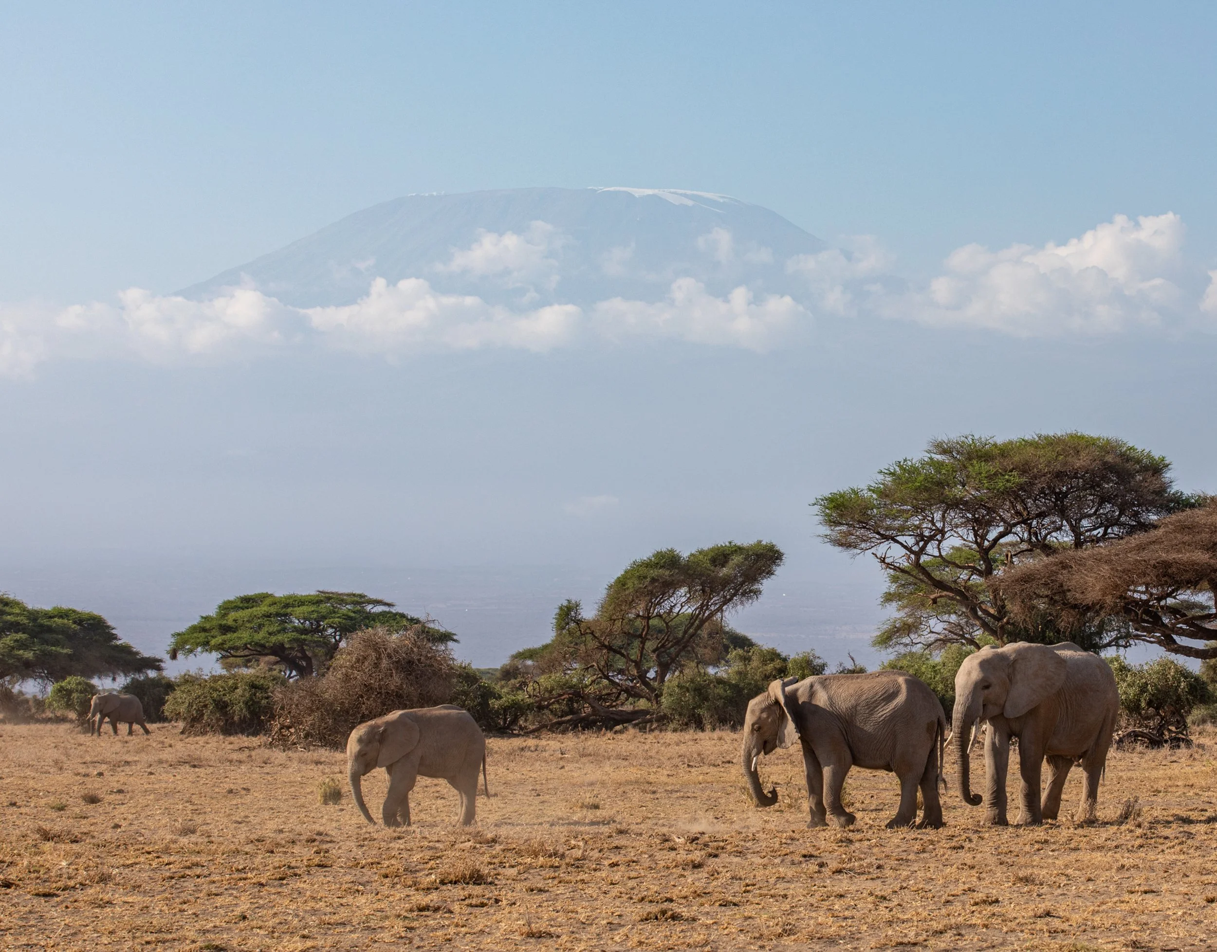 Ele Amboseli for Website (1 of 1).jpg
