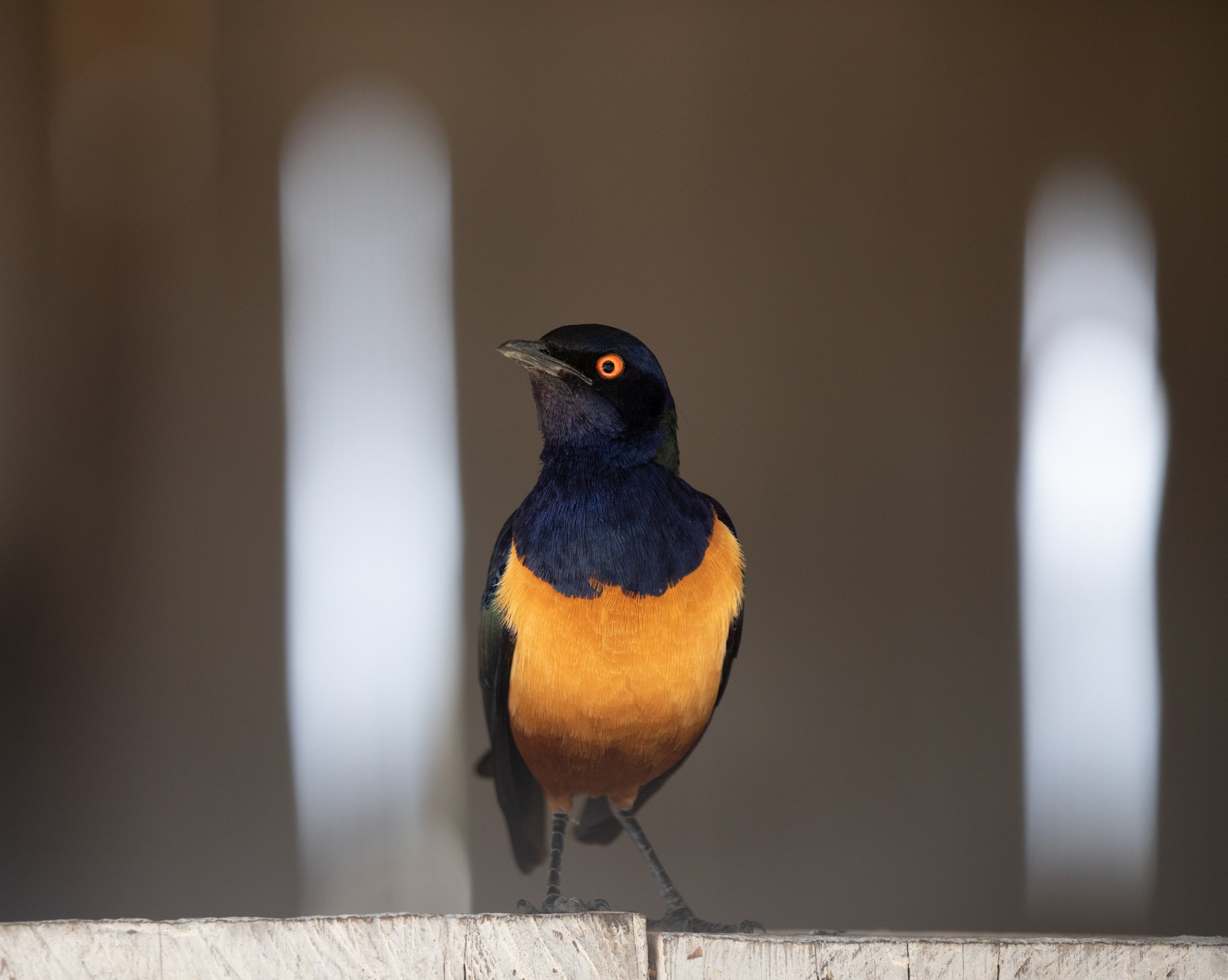H Starling for Website (1 of 1).jpg