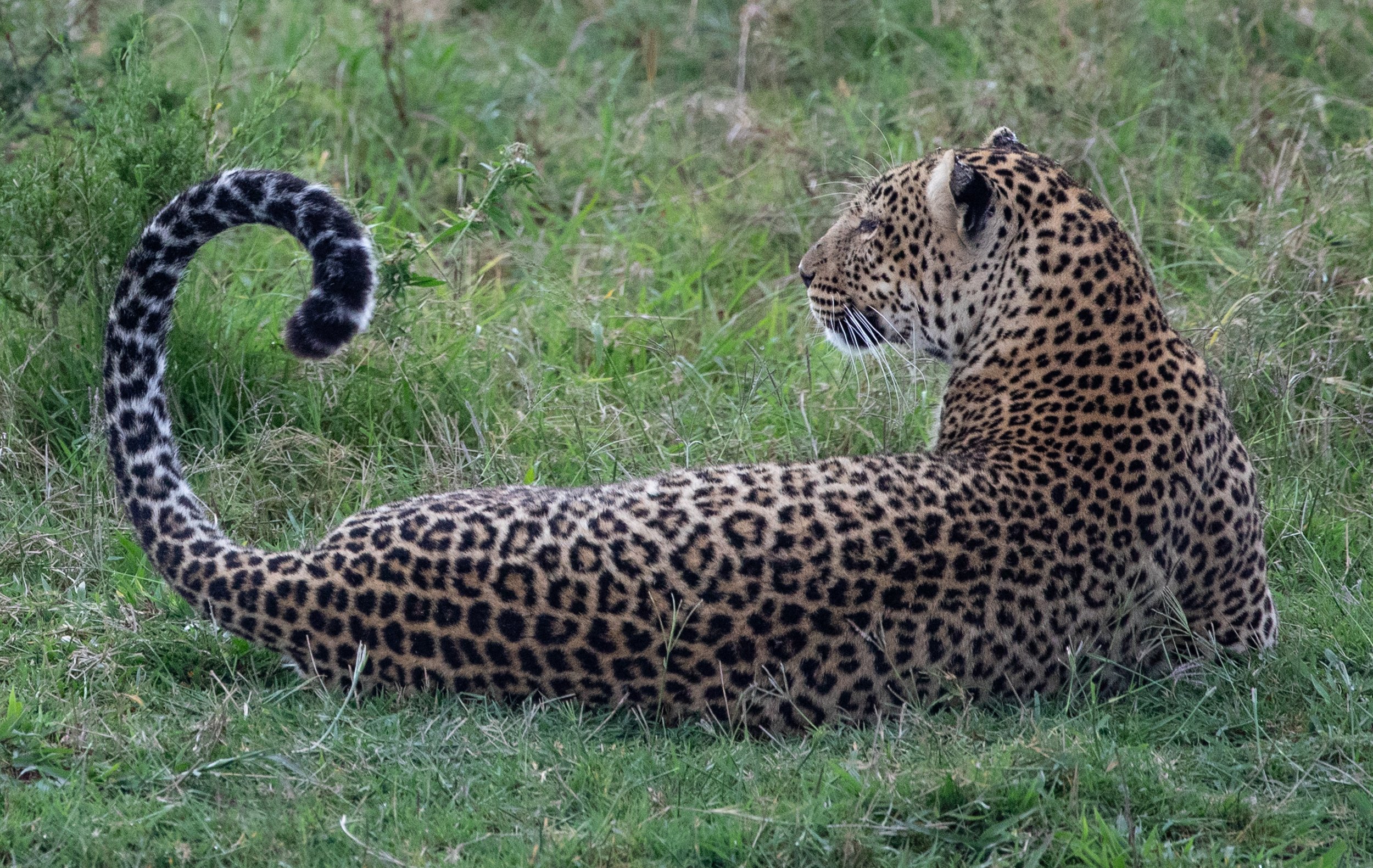 Leopard lounging tail up Maasai Mara Kenya by Millie Kerr (1 of 1).jpg