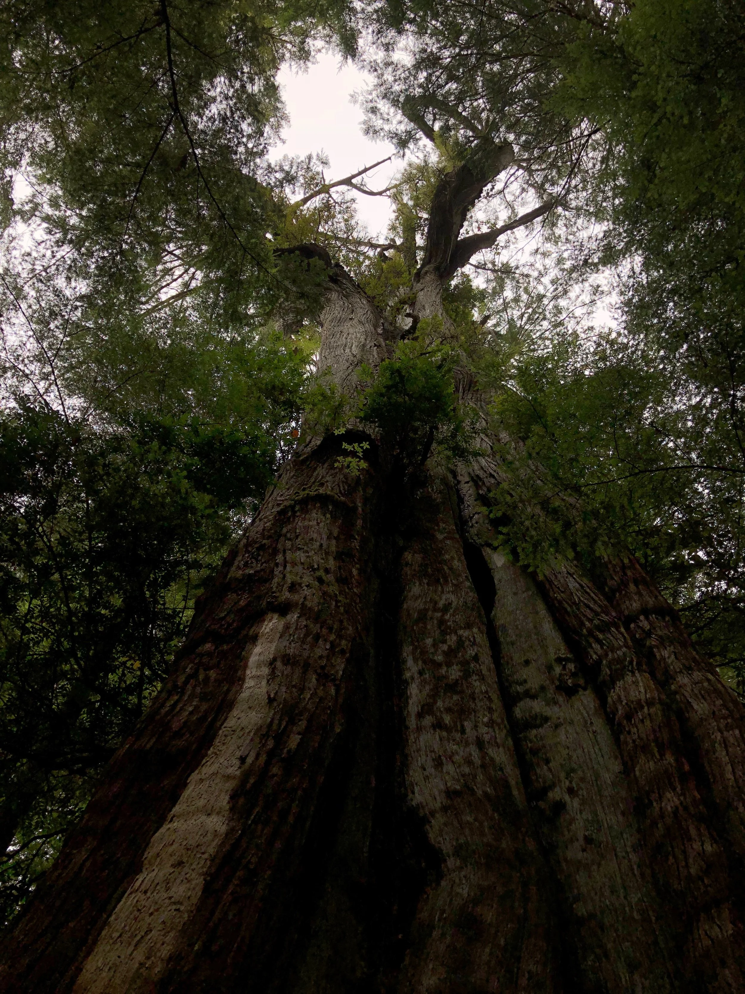 What's all the fuss about cedar?