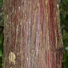 young-cedar-tree-bark.jpg