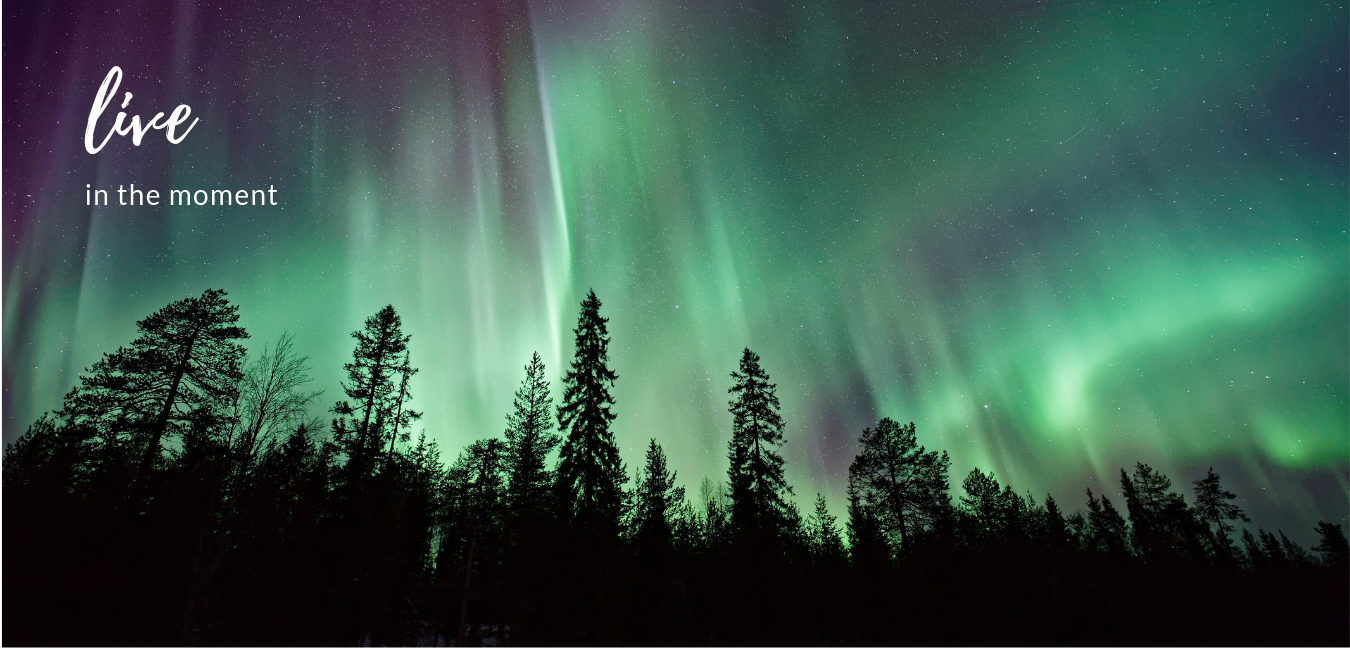 Live - northern lights in arctic over forest