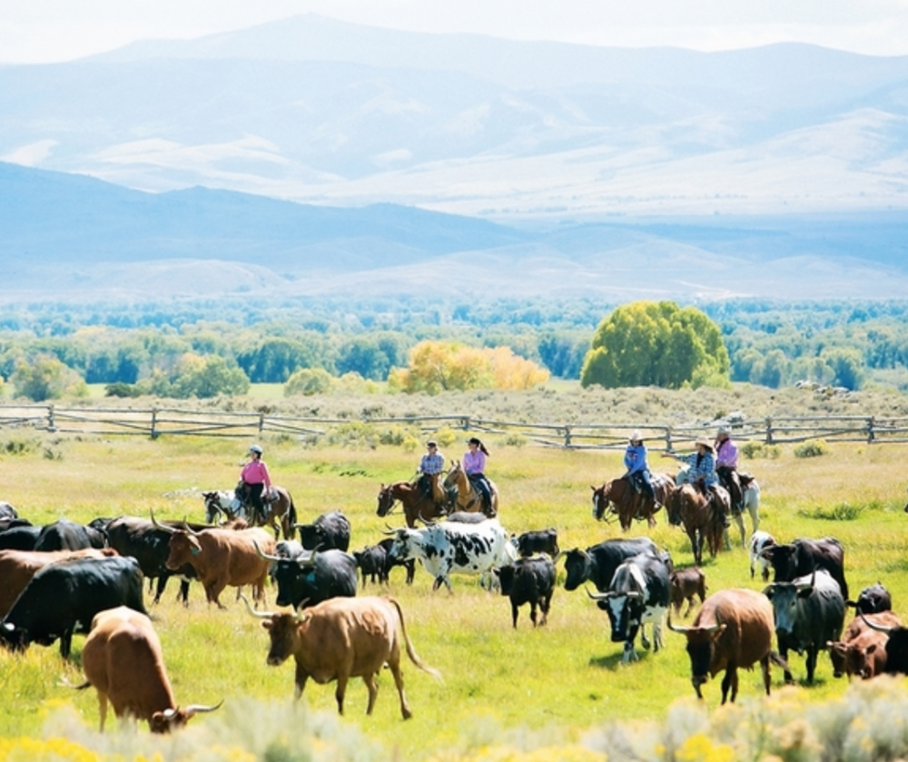 Horseback Cattle Drive at Bush Creek Luxury Ranch