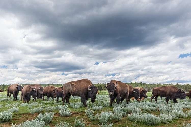 Bison Herds at Vermejo, Ted Turner Reserve