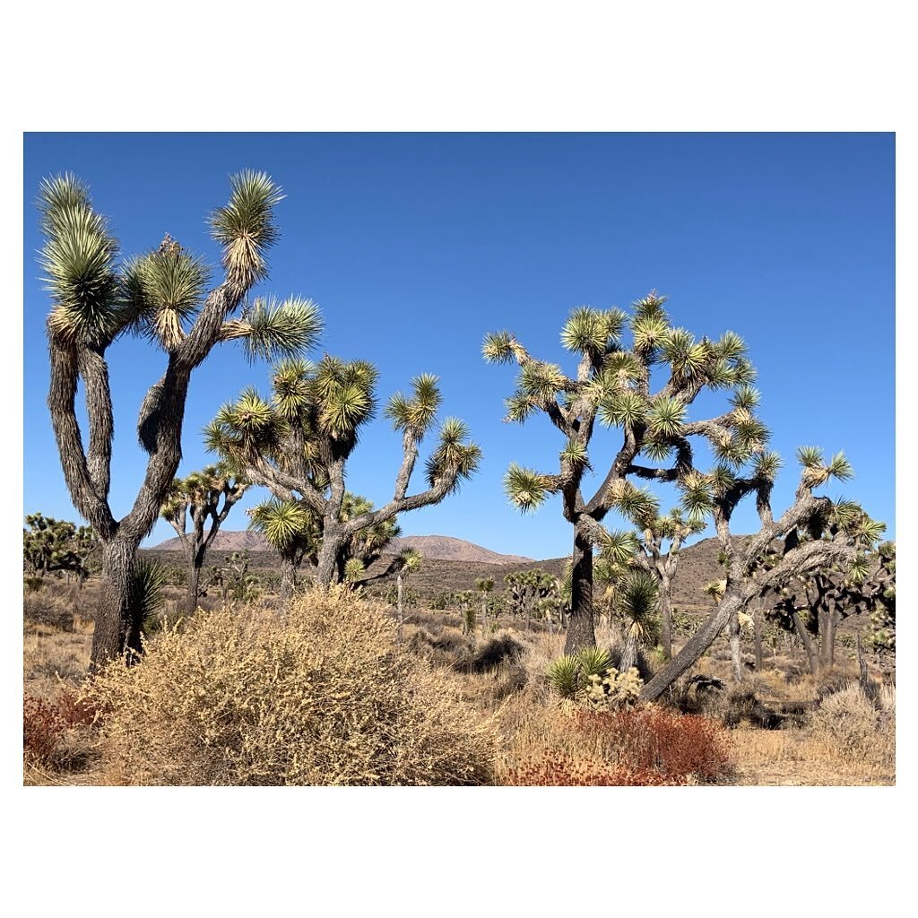 The beauty of America&rsquo;s national park is endless 💕
*
Where will you go next?! ✨
*
📍Joshua Tree National Park, California, USA 🇺🇸
*
*
*
#mondaymotivation #wanderlust #wandertheusa #joshuatree #nationalpark #roadtrip #californiadreaming #amer