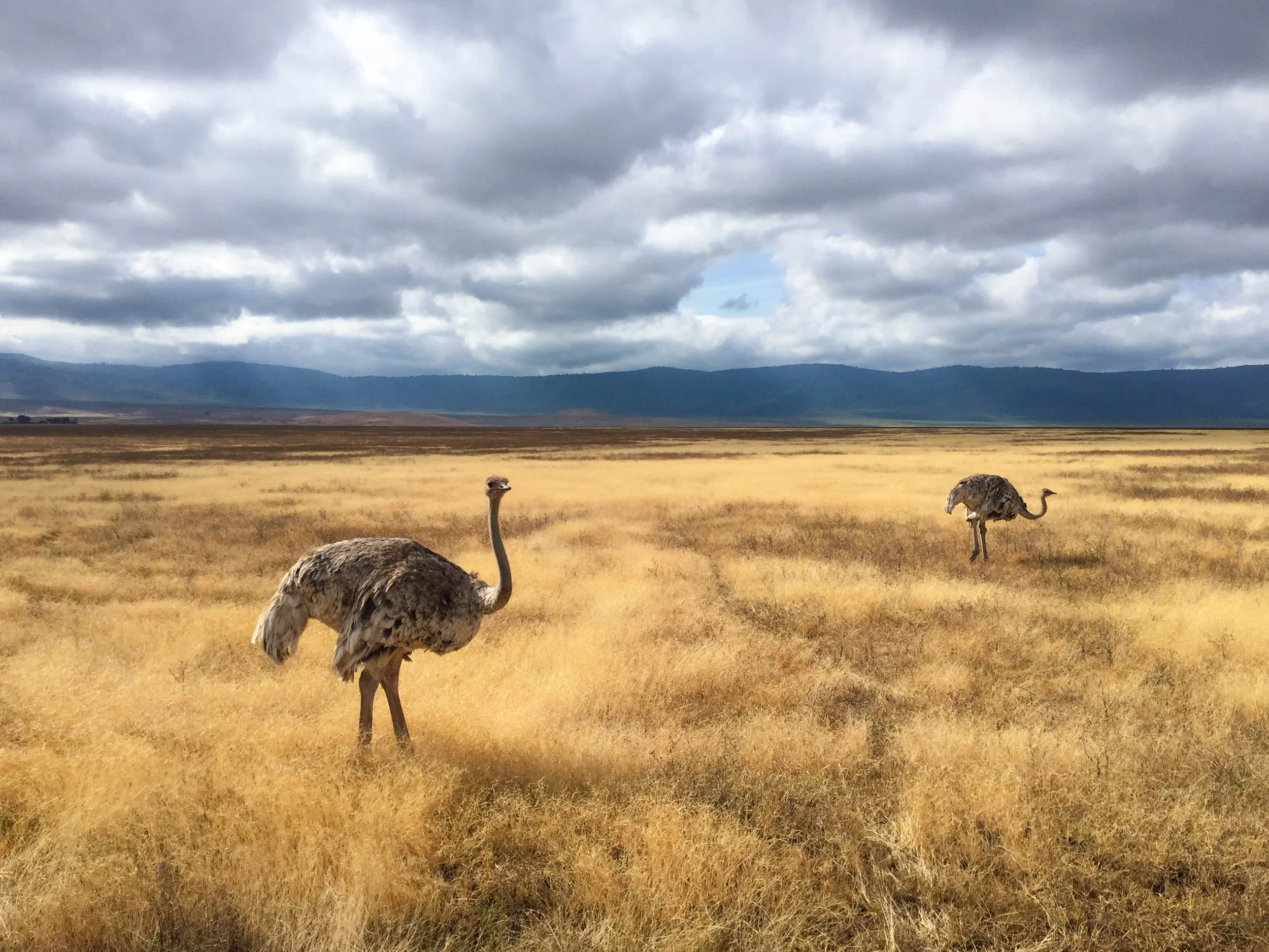 TZSafari_19.JPG
