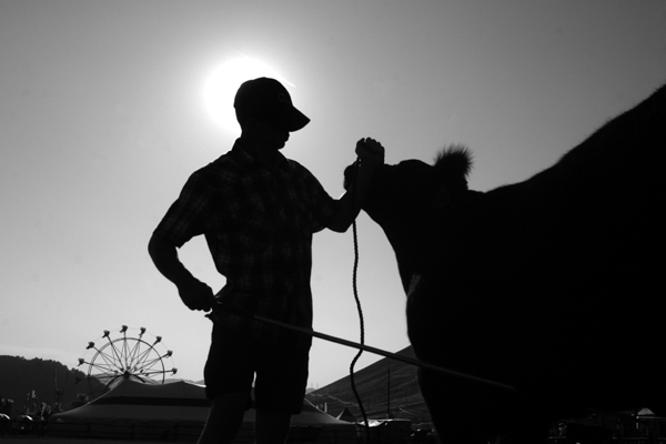 Chase Lockhart of Jackson, Wyo., calms his steer before the 4-H Beef Competition at the Grand Teton County Fair.