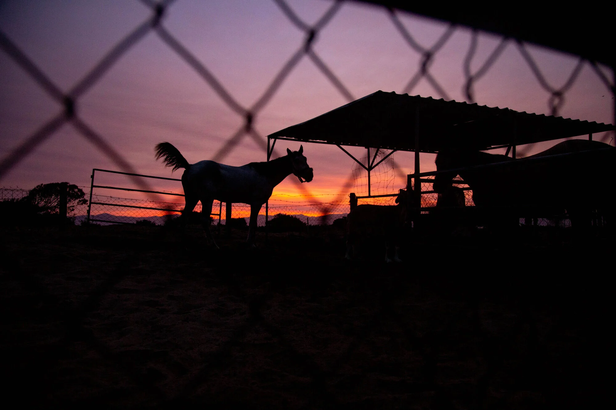 Izzy, a blind horse, and Luna wait for their breakfast at sunrise at Tina Jo’s Promise, a horse rescue ranch located in Baja California.