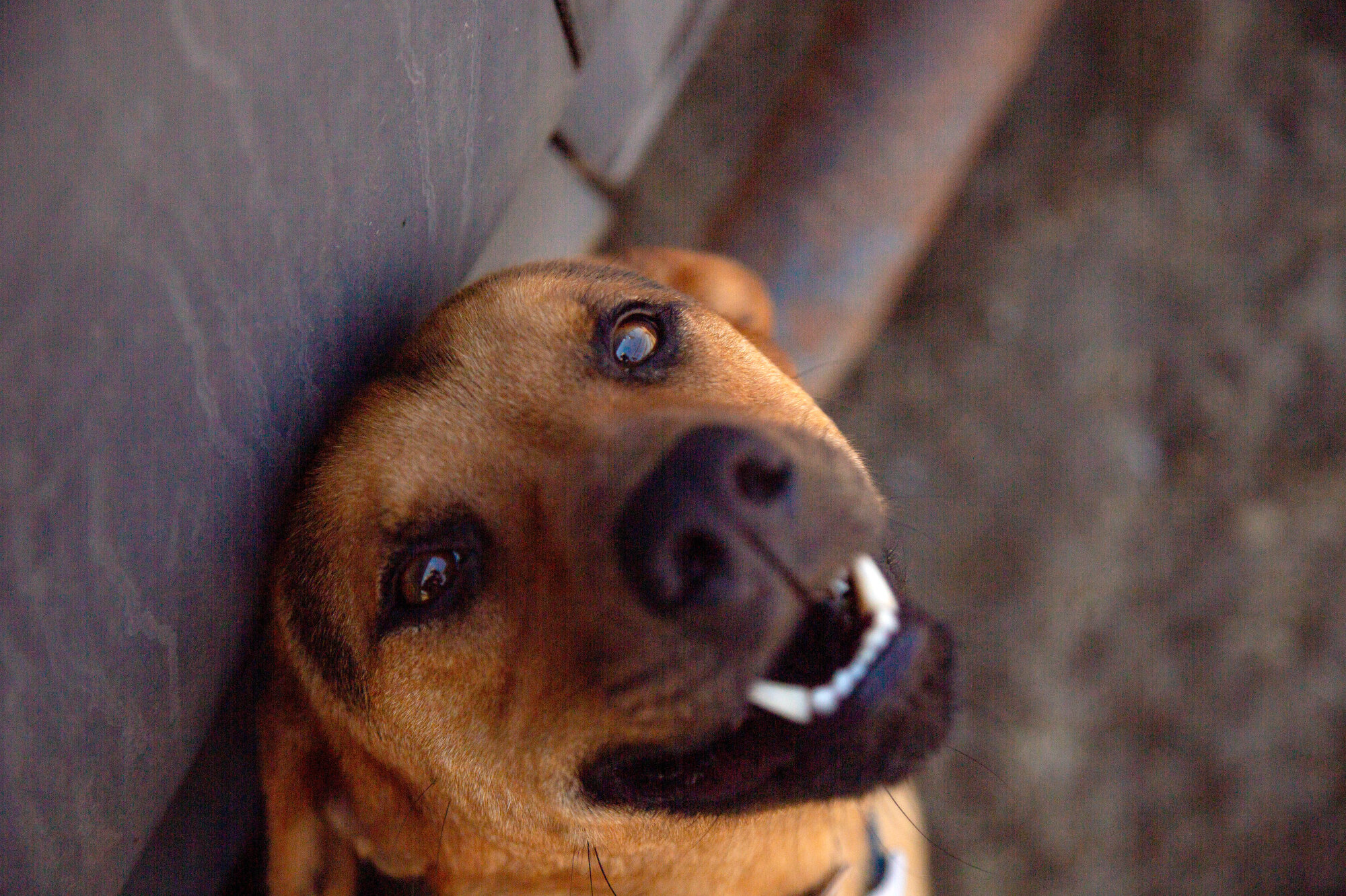   Bo, a rescue dog that works on the ranch, helps keep the horses safe.  