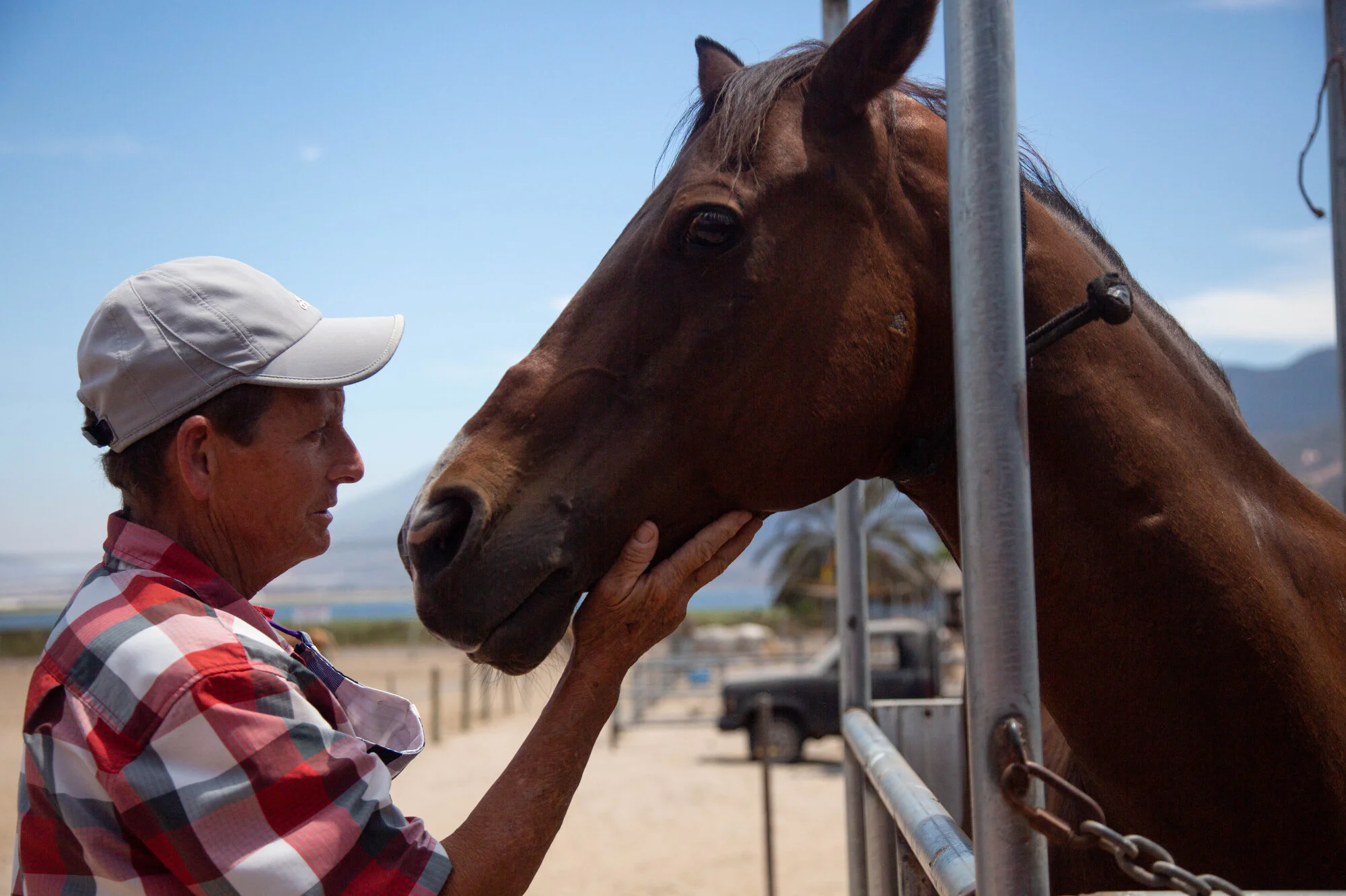   Dawn Stephens looks over the wounds of one of her rescue horses named Atticus who suffered severe abuse before coming to her ranch at Tina Jo’s Promise. “Atticus has my heart,” she said.  
