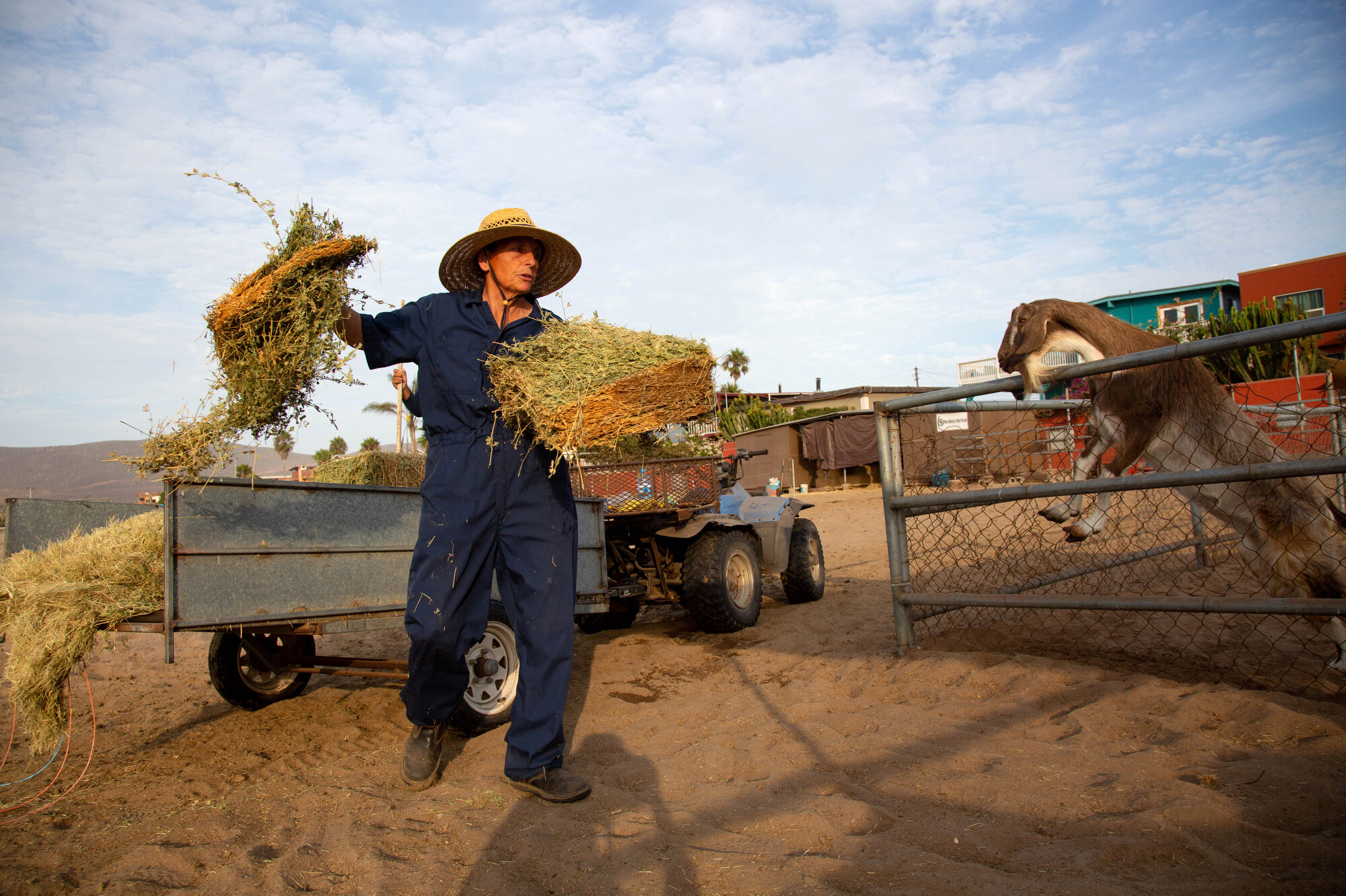   Dawn Stephens with Tina Jo’s Promise tends to the goats and horses in the early morning her ranch where it costs $650 per month to her 10 horses and over a dozen goats.  