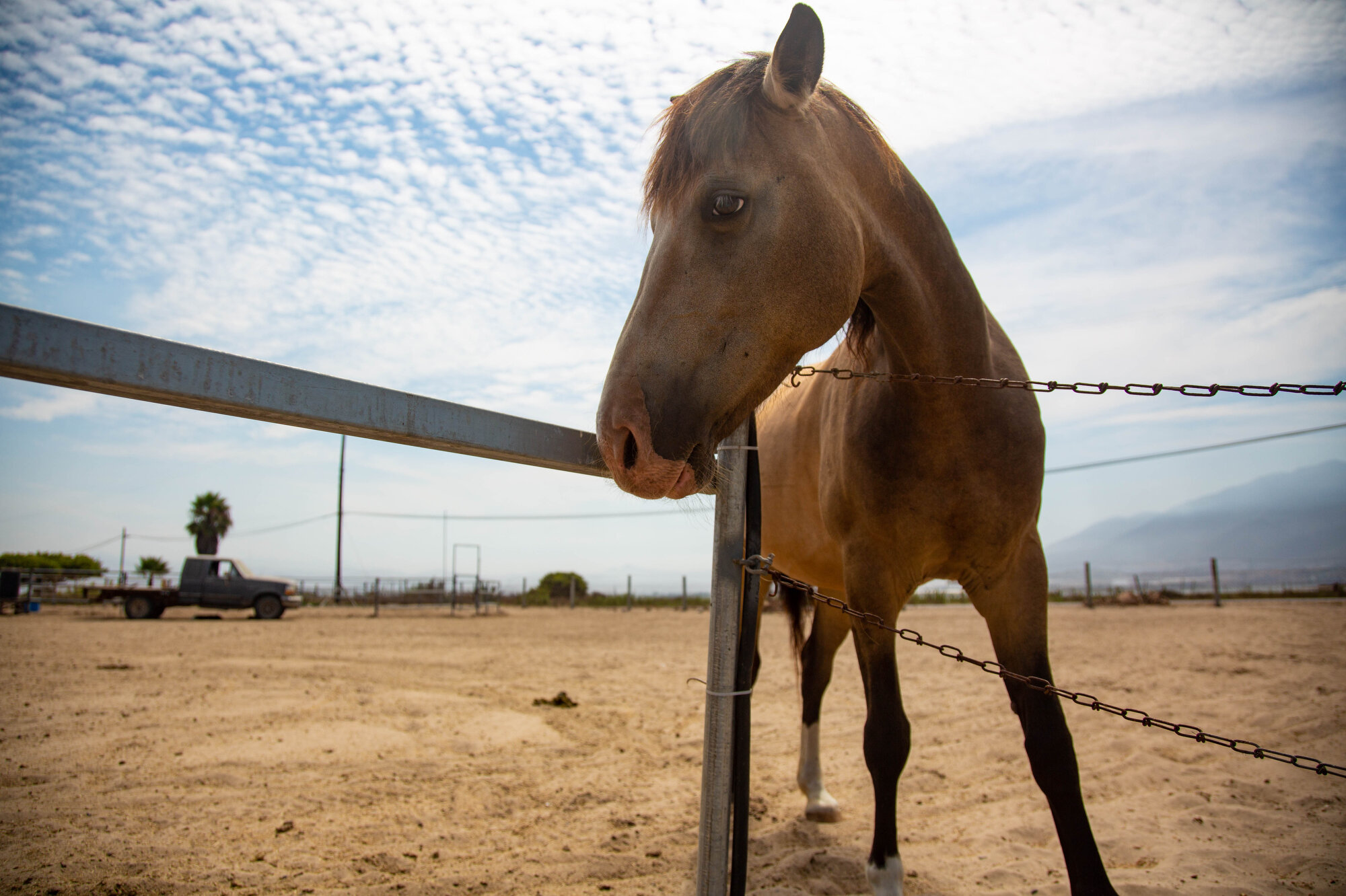   Luna was rescued when she was pregnant by Tina Jo’s Promise from southern Baja before being sold for meat. Now she is learning to trust humans again.  