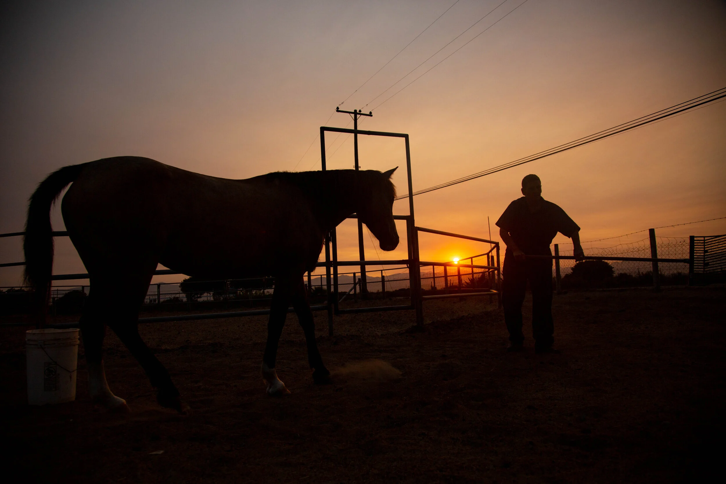   Luna watches as Dawn Stephens cleans the corral and sings to the horses at sunrise.  