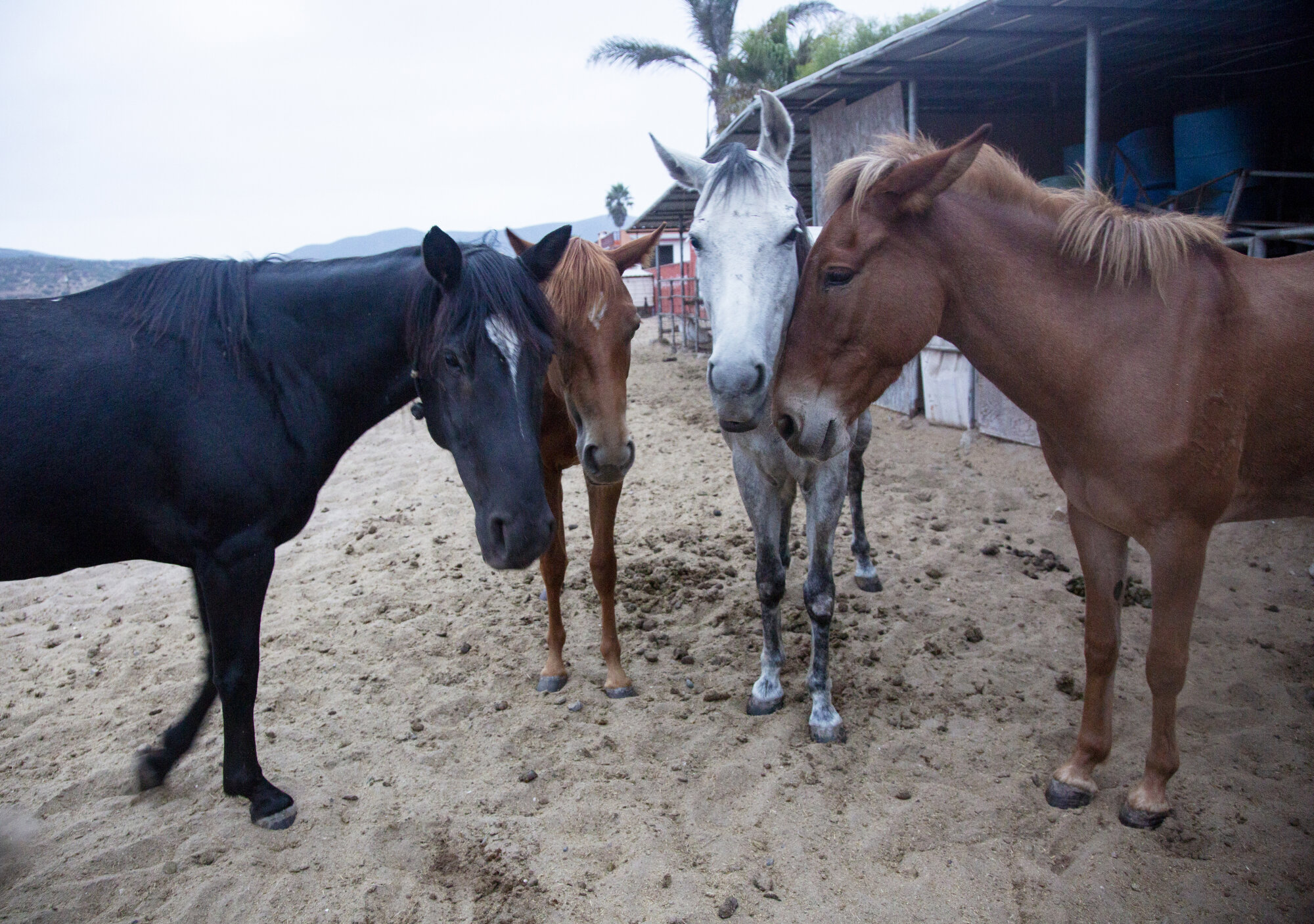   Zorro, Scout, Grayson, and Annabelle wait for breakfast at Tina Jo’s Promise.  