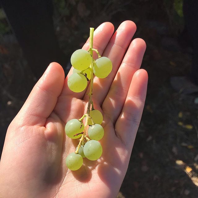 Come visit us at the @vancouverfarmersmarket today until 3pm! ☀️🍇