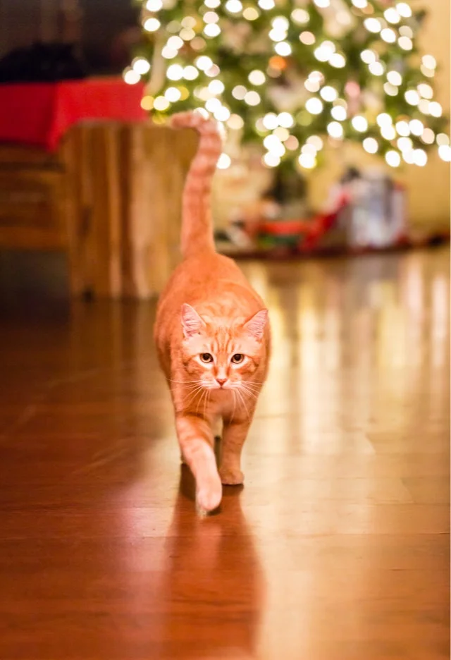 orange-tabby-cat-meowie-Hawaii-Mele-Kalikimaka-Holiday-Christmas-Bamsey307.jpg