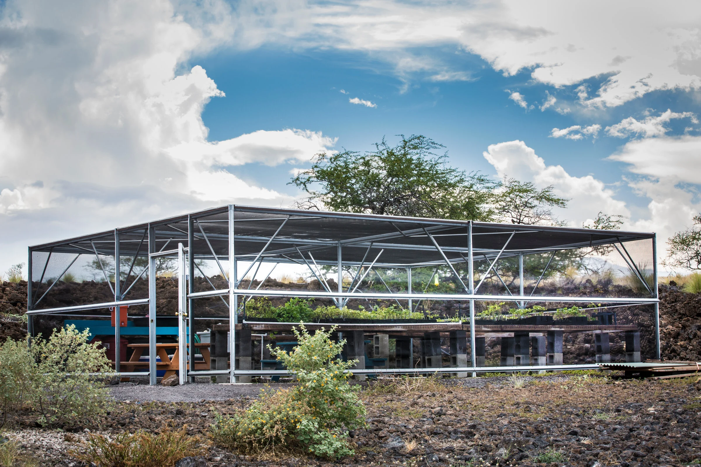 green-house-nusery-willi-willi-tree-festival-Waikoloa-Village-Hawaii-Island-South-Kohala-329.jpg