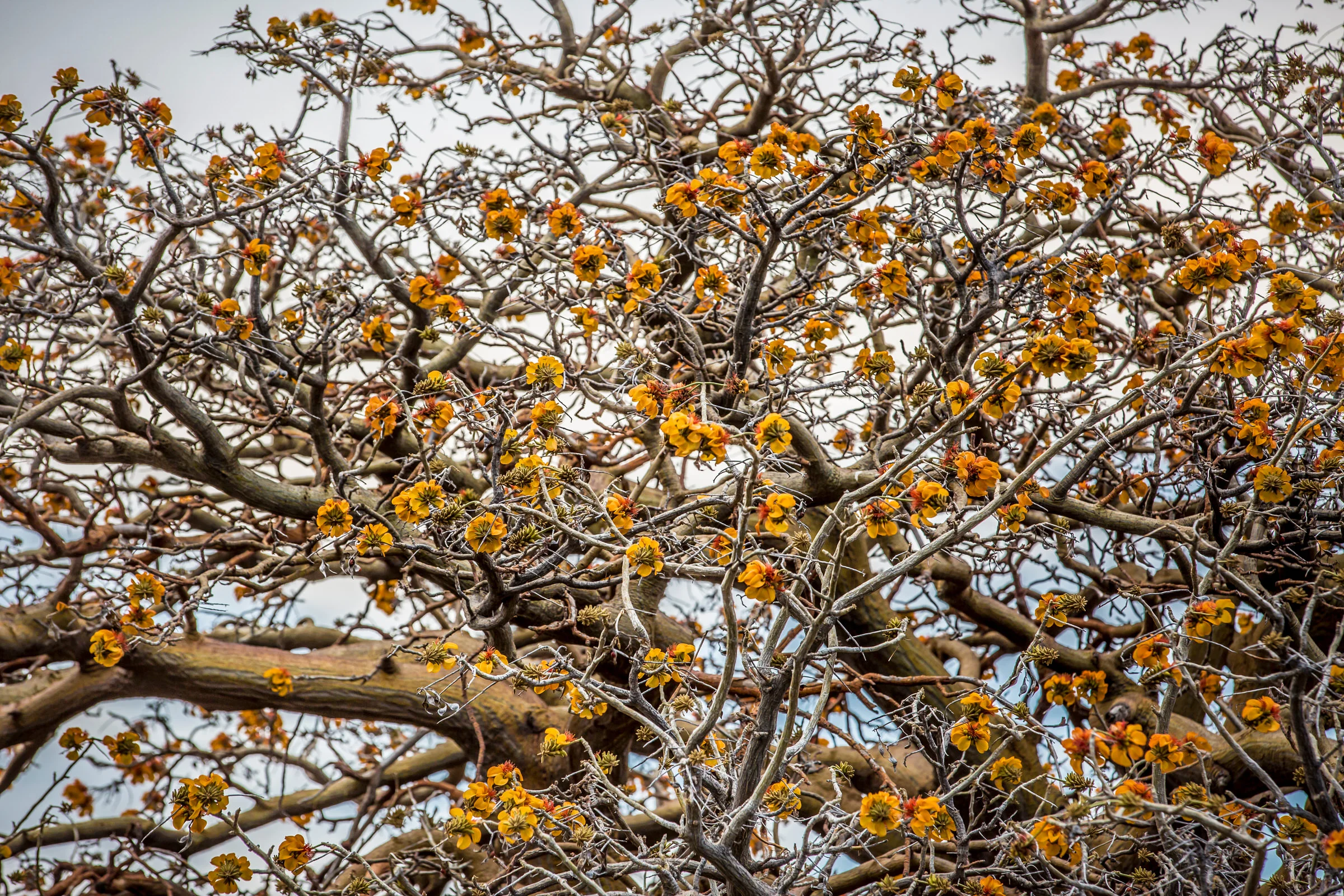 orange-blossoms-canopy-willi-willi-tree-festival-Waikoloa-Village-Hawaii-Island-South-Kohala-313.jpg