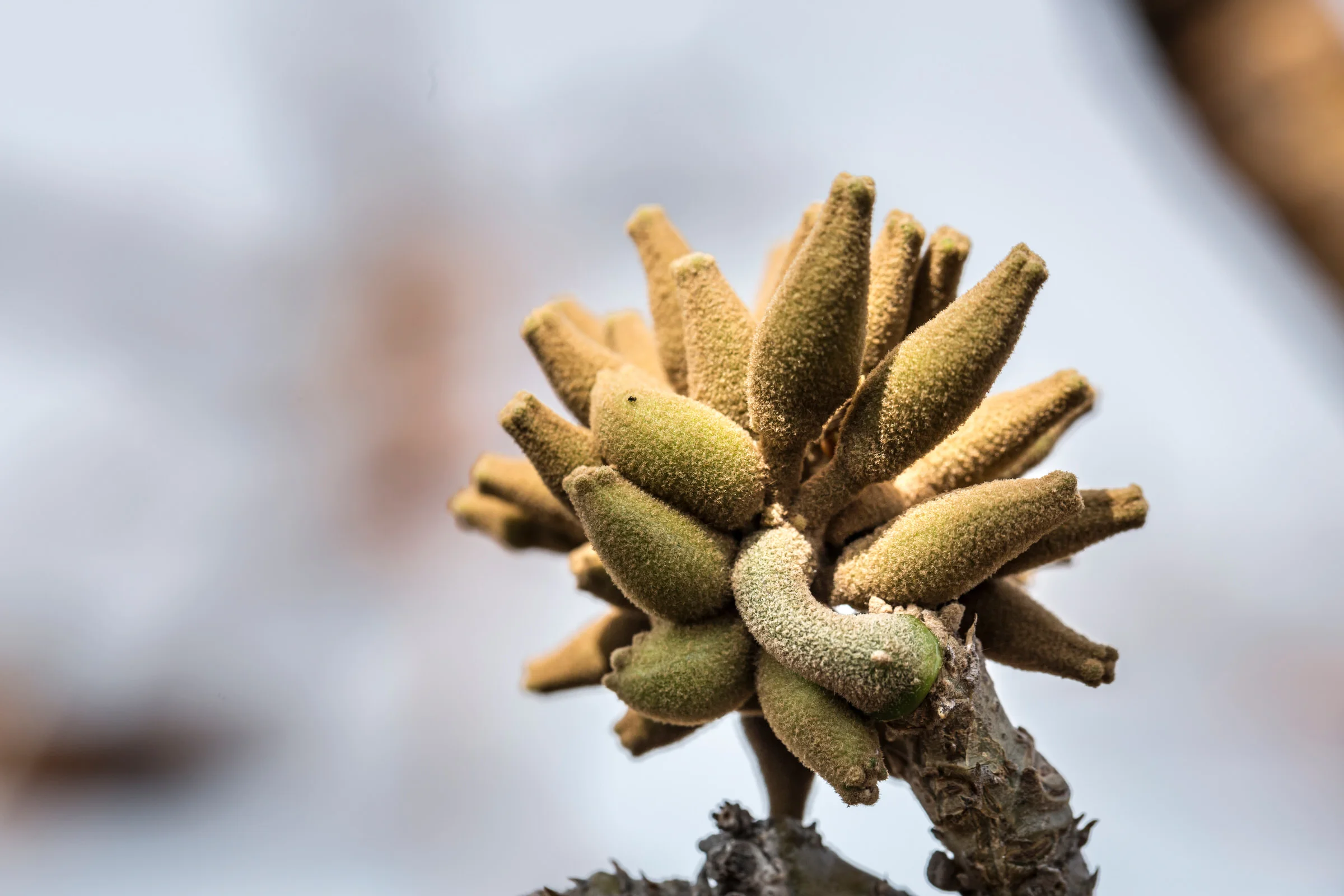 seed-pod-willi-willi-tree-festival-Waikoloa-Village-Hawaii-Island-South-Kohala-341.jpg
