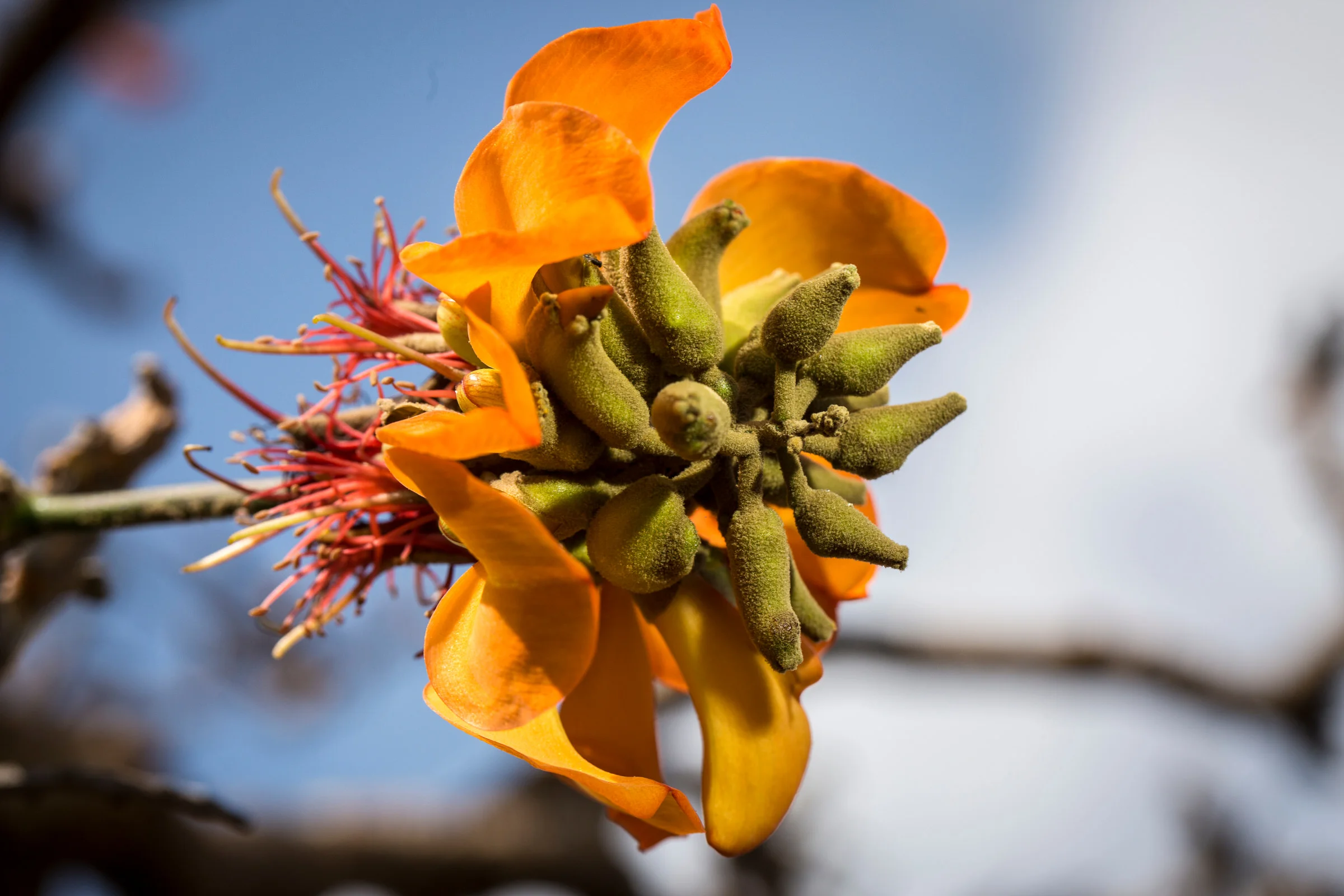 seed-pod-willi-willi-tree-festival-Waikoloa-Village-Hawaii-Island-South-Kohala-343.jpg