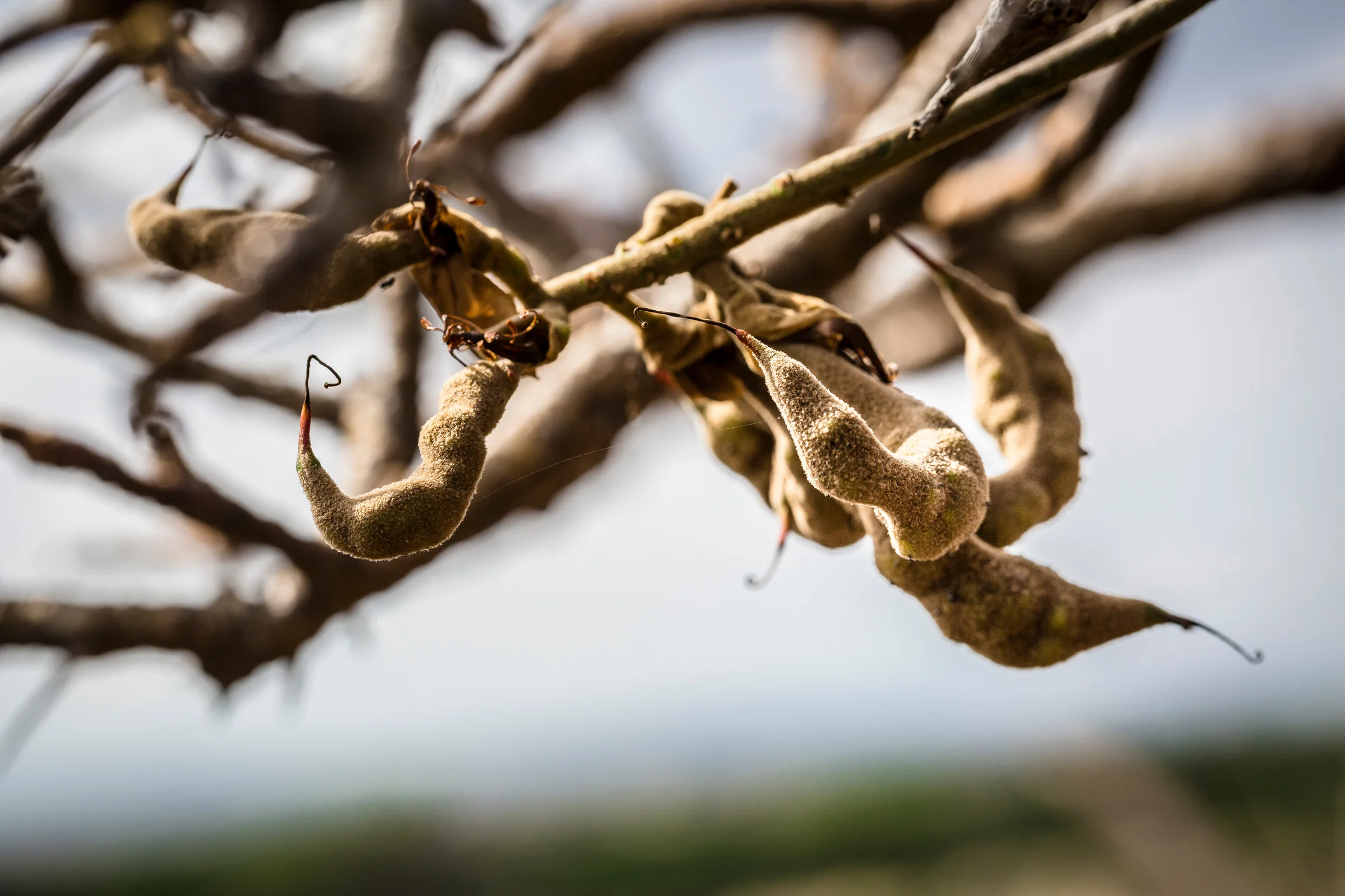 twist-seed-pod-willi-willi-tree-festival-Waikoloa-Village-Hawaii-Island-South-Kohala-324.jpg