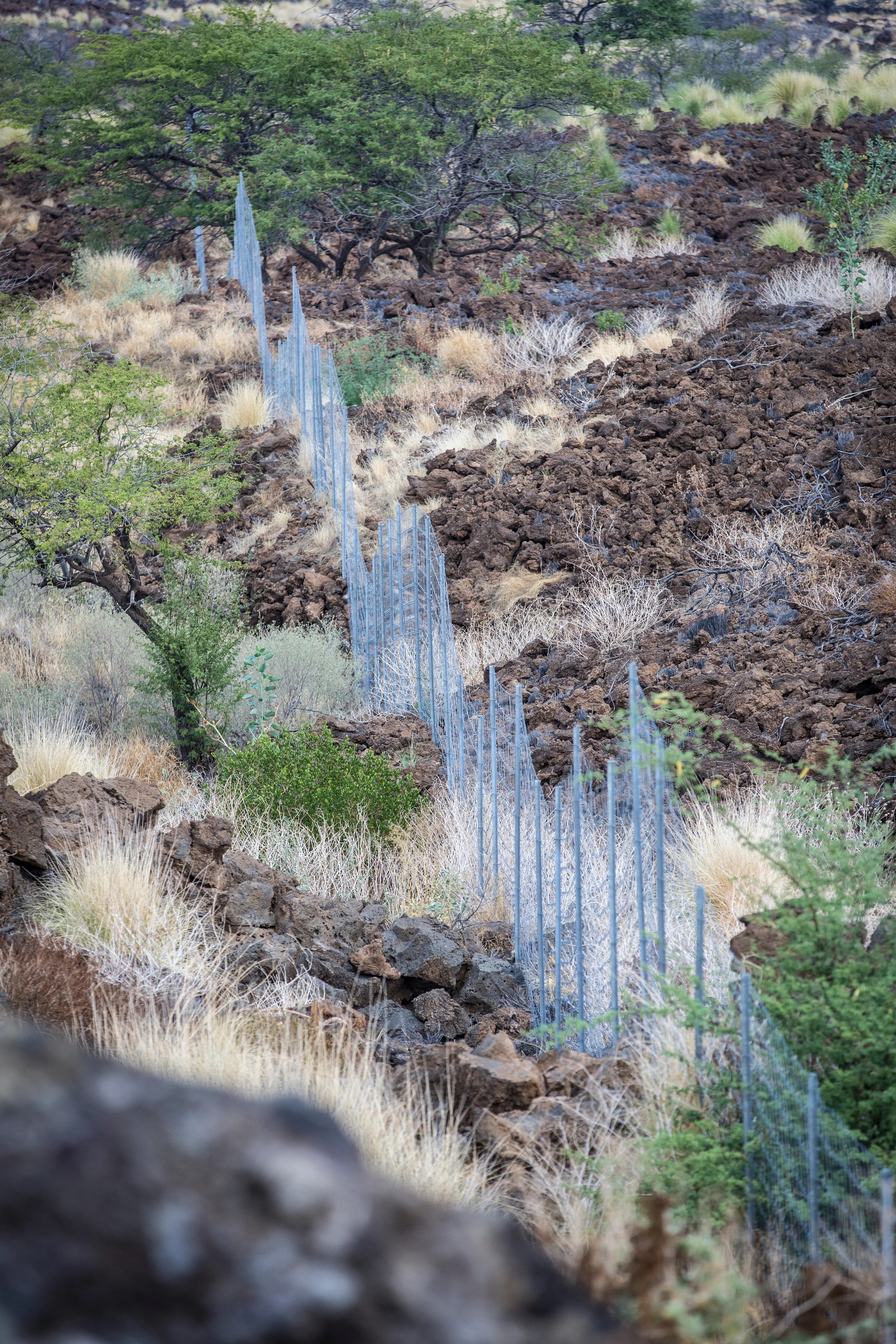border-fence-pest-goats-willi-willi-tree-festival-Waikoloa-Village-Hawaii-Island-South-Kohala-311.jpg