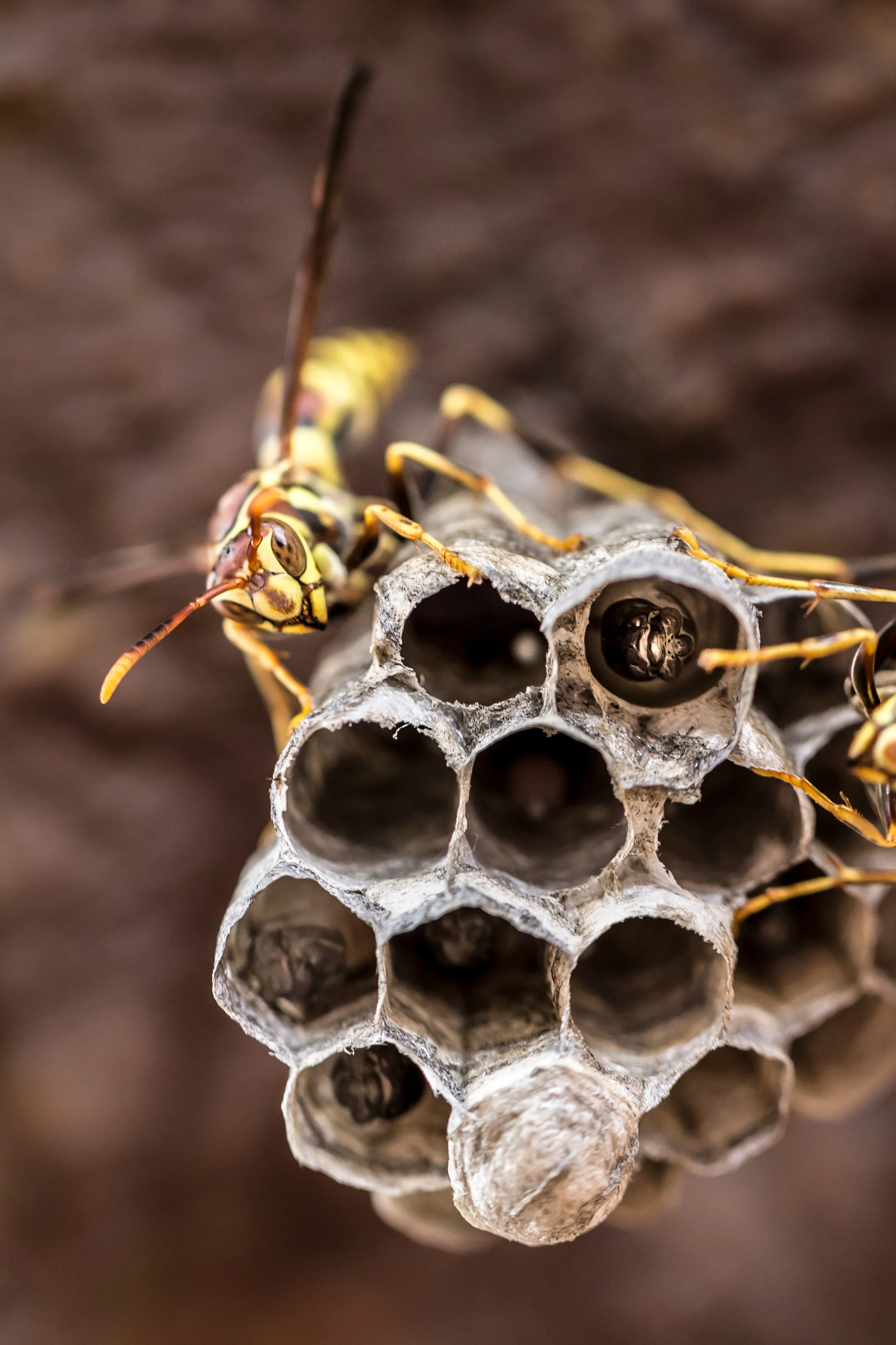 insect-wasp-larvae-willi-willi-tree-festival-Waikoloa-Village-Hawaii-Island-South-Kohala-340.jpg
