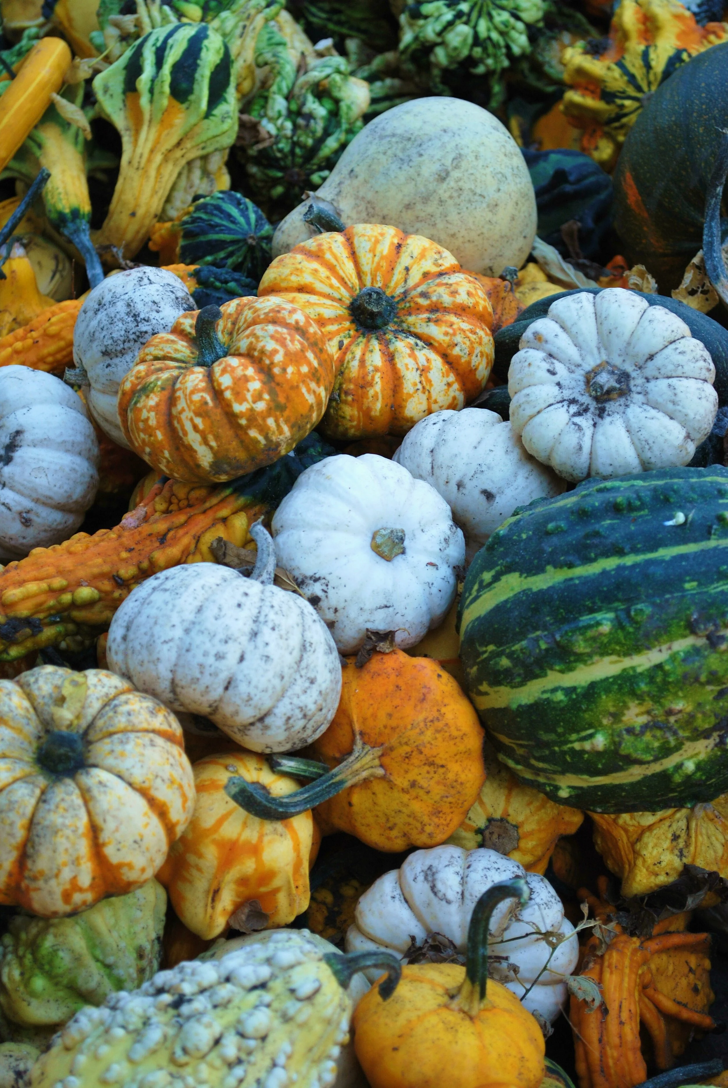 gourds-colorful-fall-harvest-haloween-.jpg