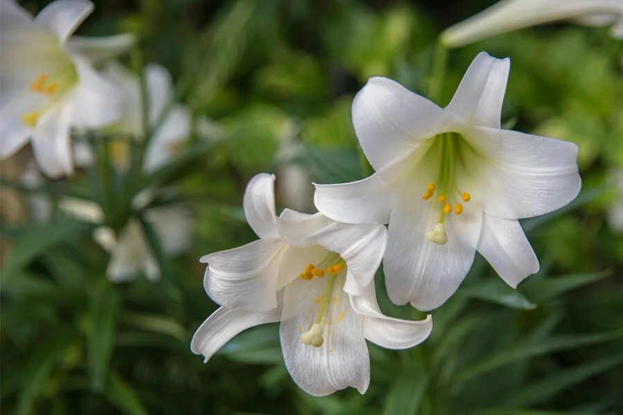 Accepting Easter Flower Orders