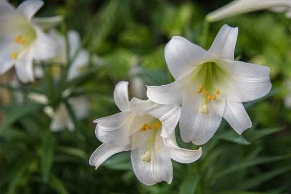 Now Taking Easter Flower Orders