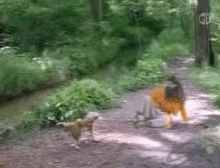 wishboneGIF.gif