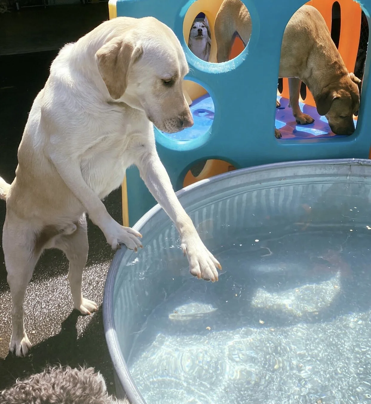 Boarding — Animal Oasis Reno 