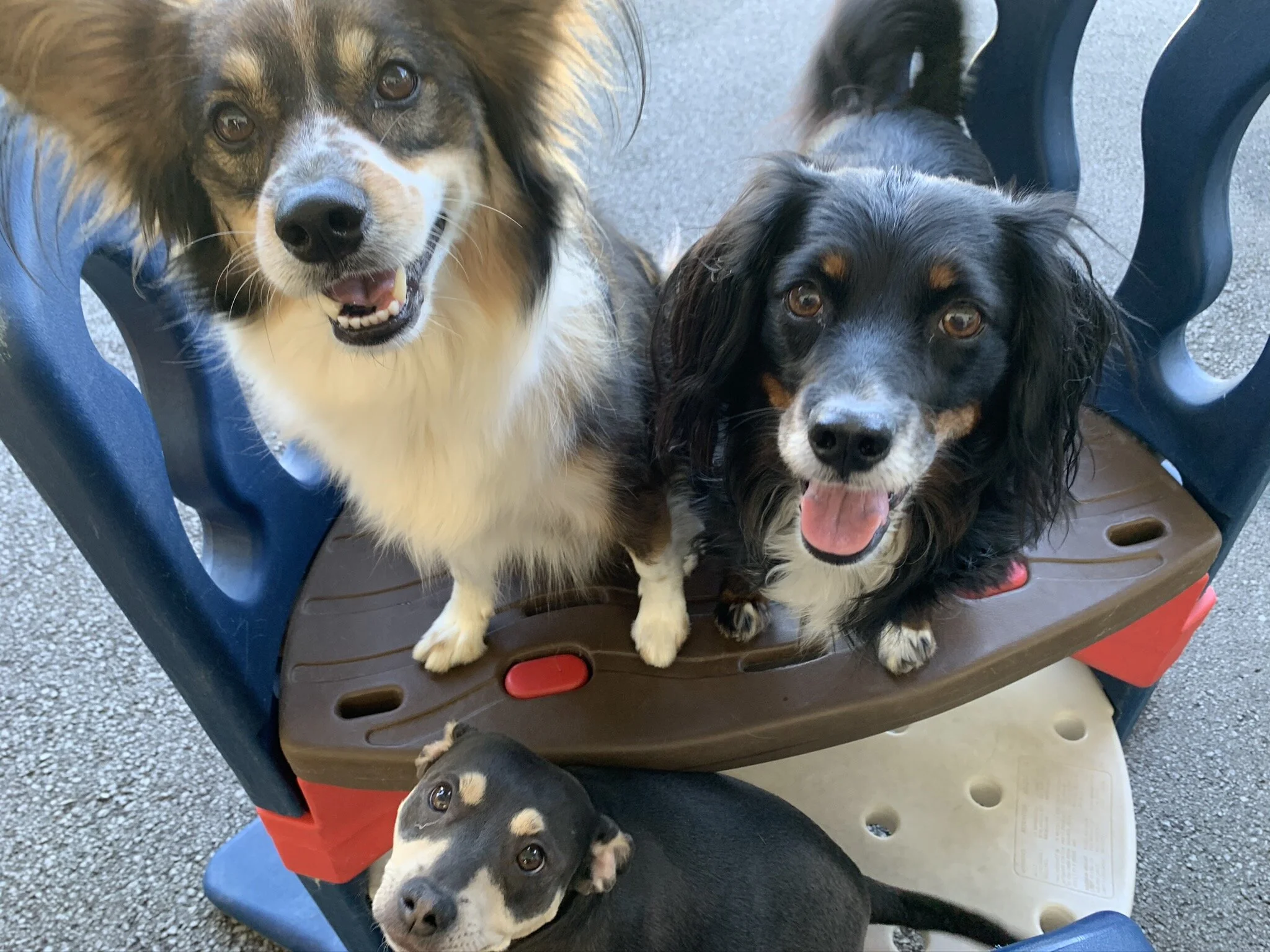 Daycare — Animal Oasis Reno 