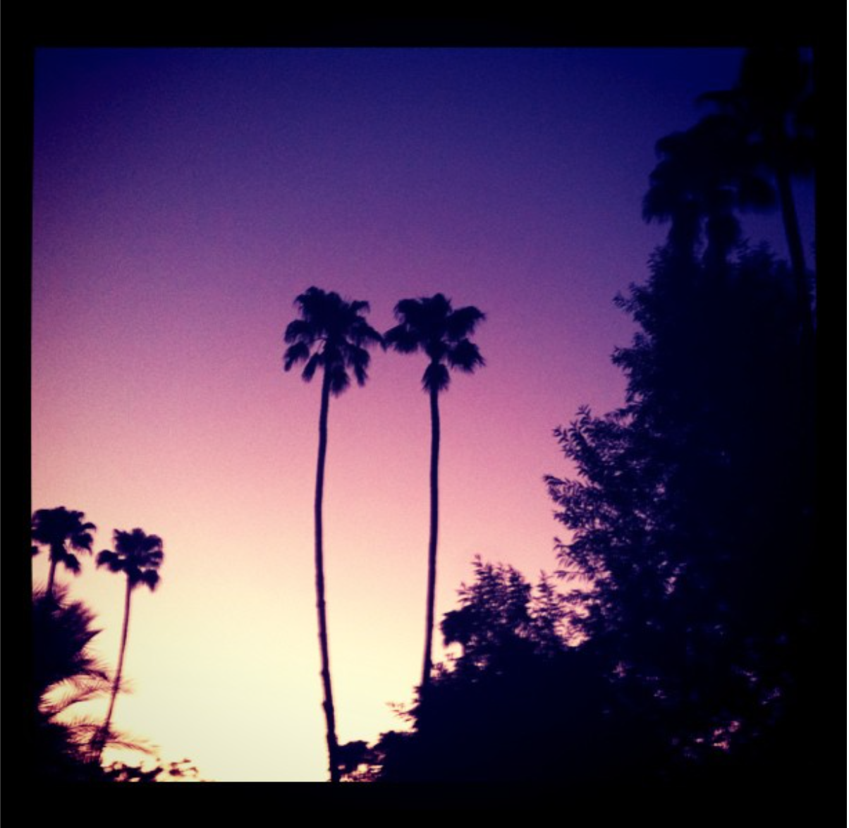 Palm Springs 2.png