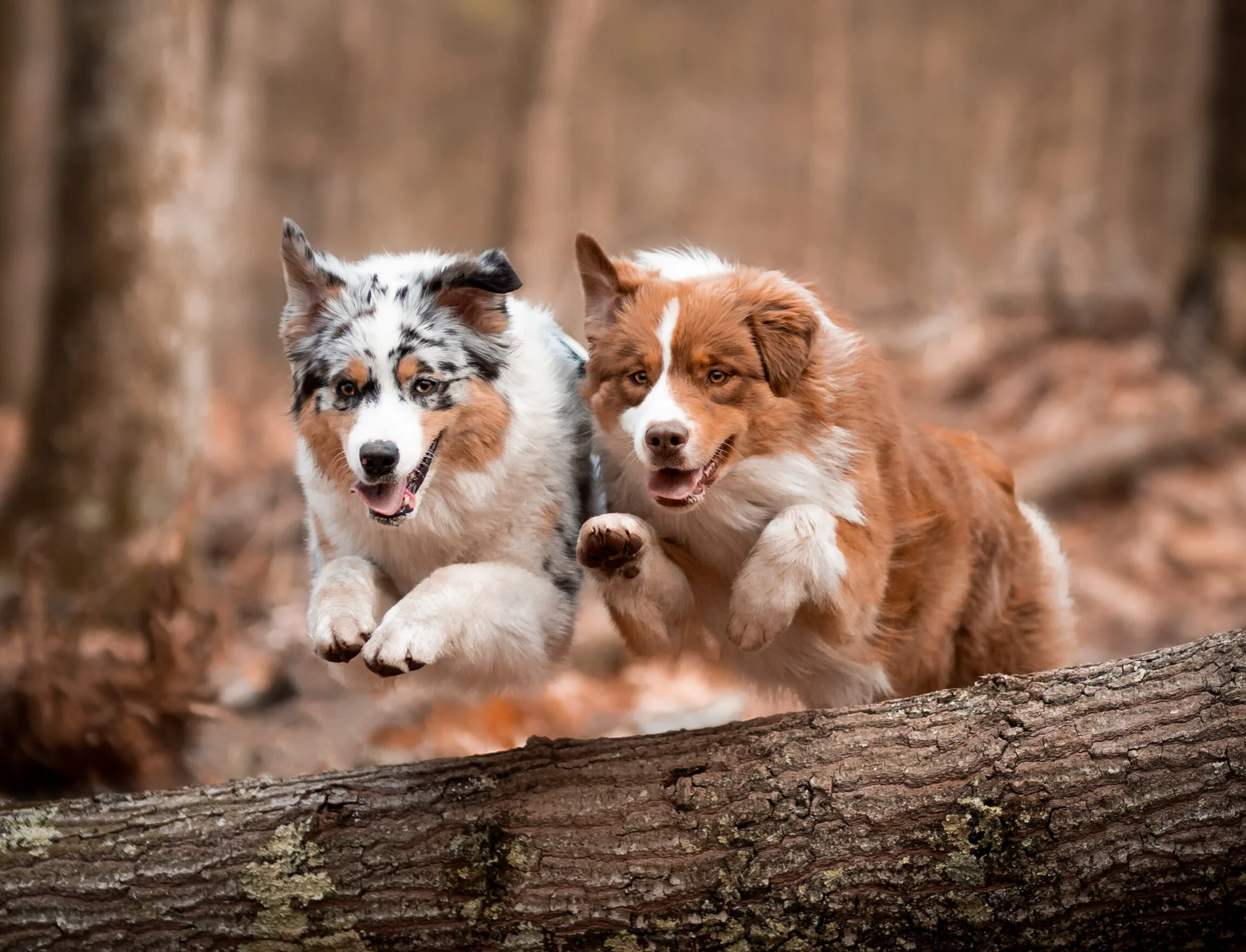 australian shepherd done deal