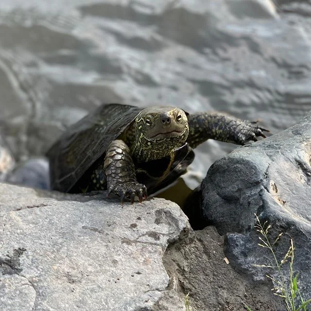 A friend for the day #turtle #man #wildlife #japan #tokyo #kamakura #island #animals #naturephotography #photooftheday #life #travel #fun #solo #trip #nofilter