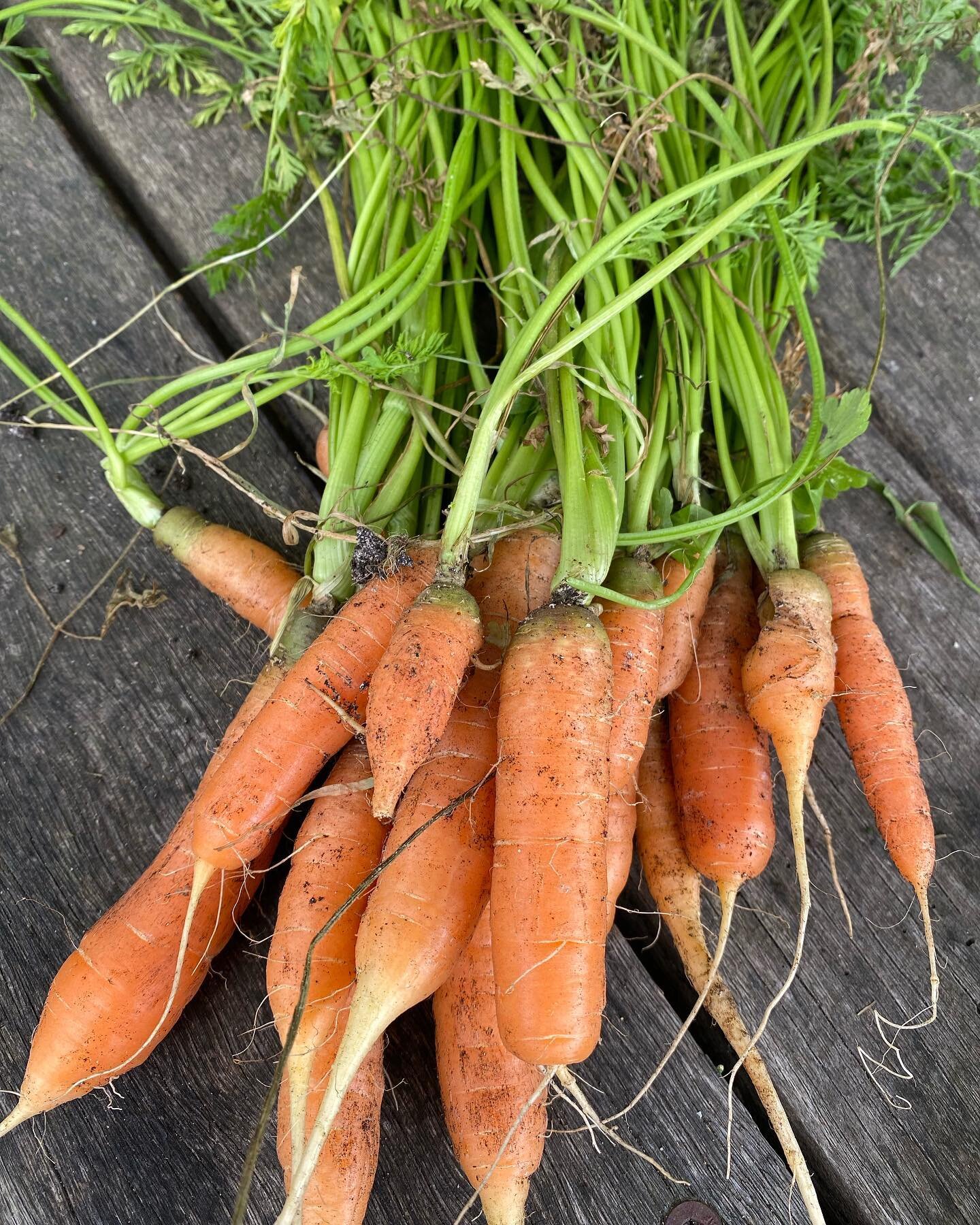 After all our hard work prepping the soil and growing from our own seeds. We are now reaping amazing crops #newport2106 #growyourownfood #communitygarden #broadbeans #carrots #cauliflower