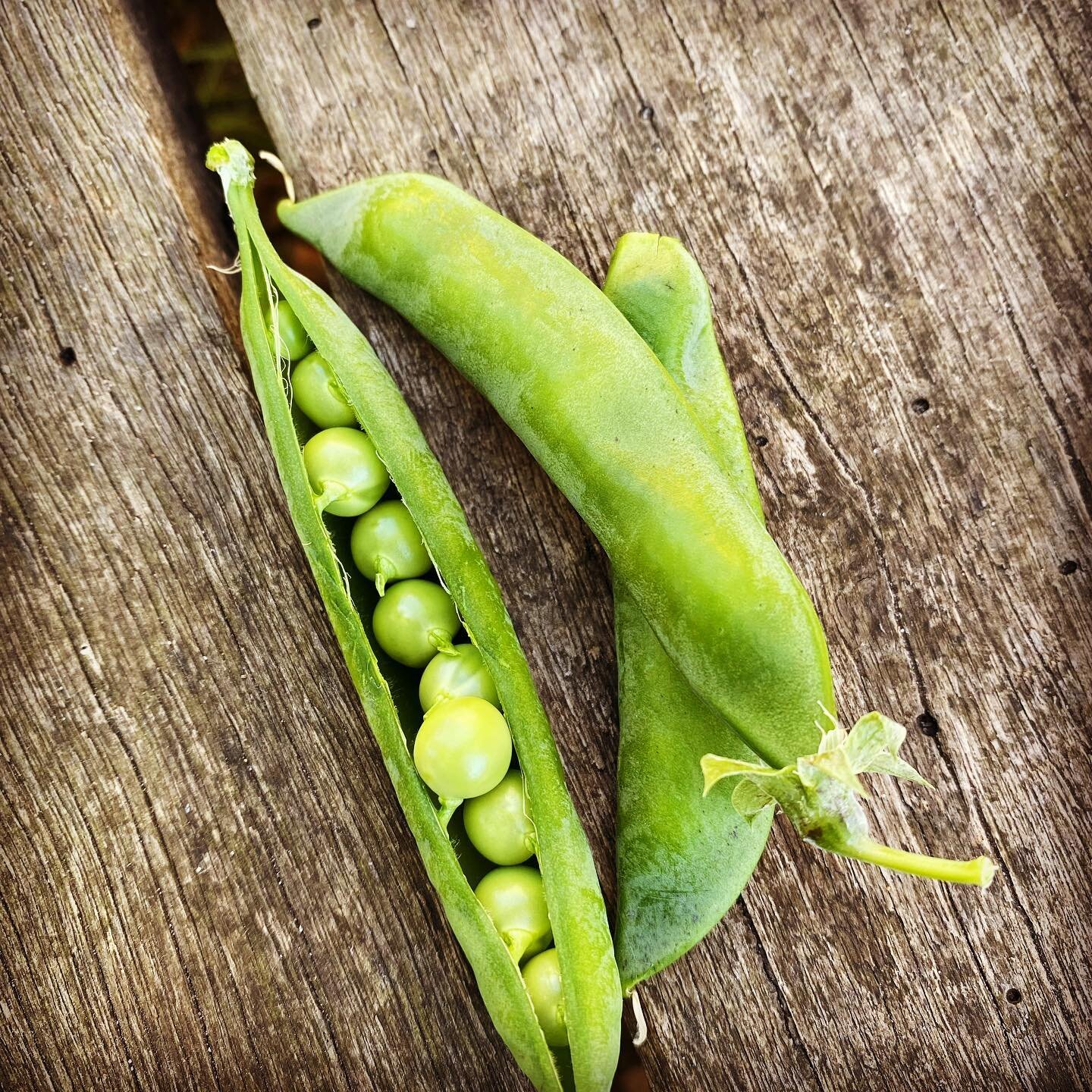 The first of the pea crop  #peas #communitygardens #newport2106