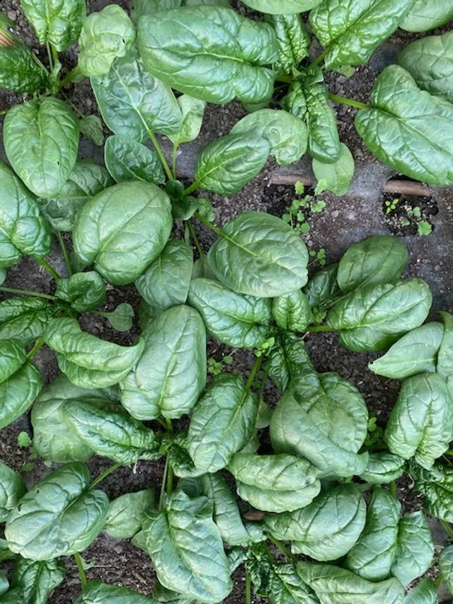 Tundra Spinach