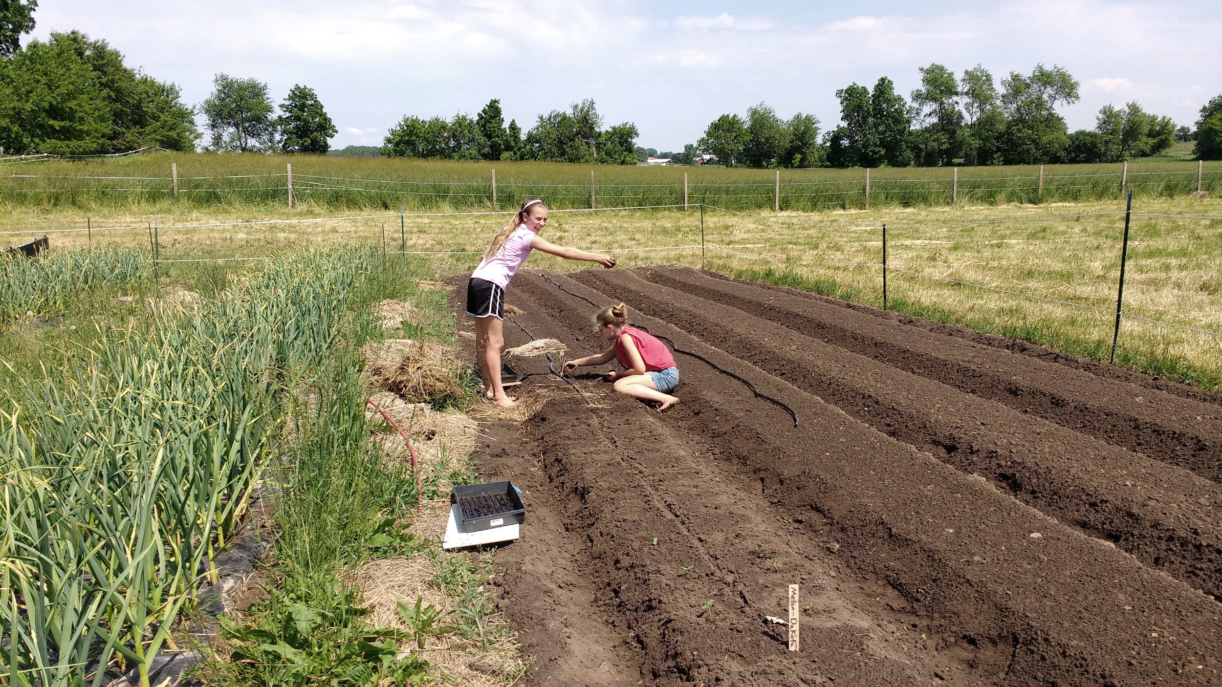 Planting Garlic??