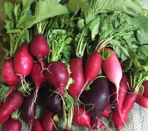 colorful radishes sideshot.jpg