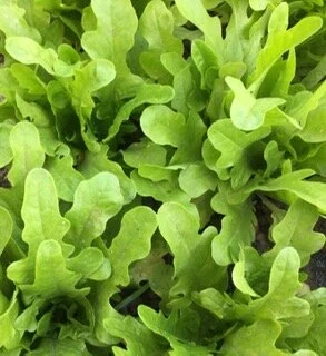 Baby Oakleaf Lettuce
