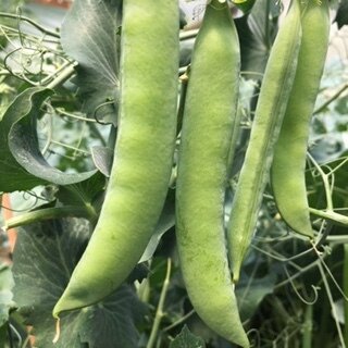 Shelling Peas (Snap Peas)