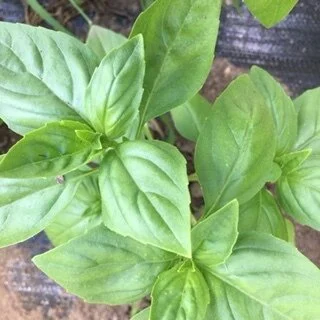 basil prospera sm 061920.JPG