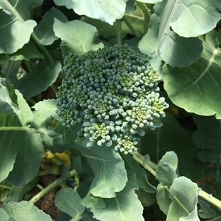 broc florets sm 061720.JPG